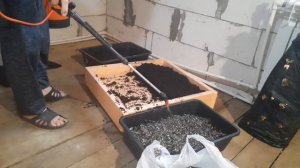 Дендробена на грибных блоках