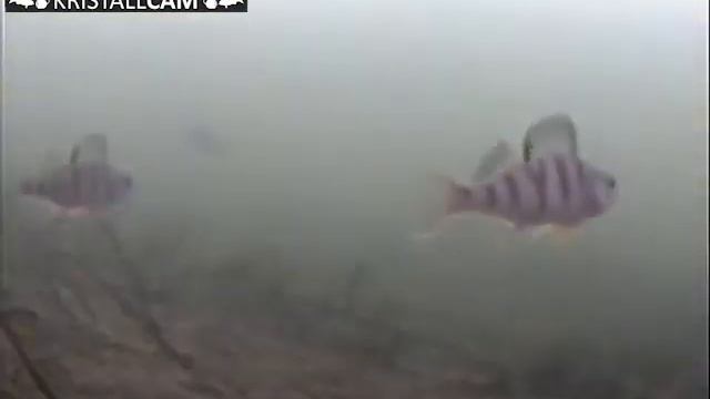 Михайловское водохранилище смотреть онлайн