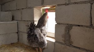 CHILYAV. Male pilaf with quails BIG CHEF cooks