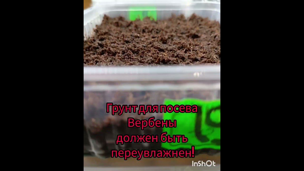 5 секретов посева ампельной вербены! #посеввербены #рассадацветов #профессиональныесемена