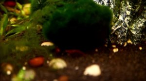 Аквариум 80 литров вишни креветки, барбусы, гурами