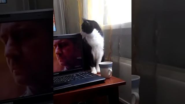 Наглые кошки.Терпению пришел конец. смотреть онлайн