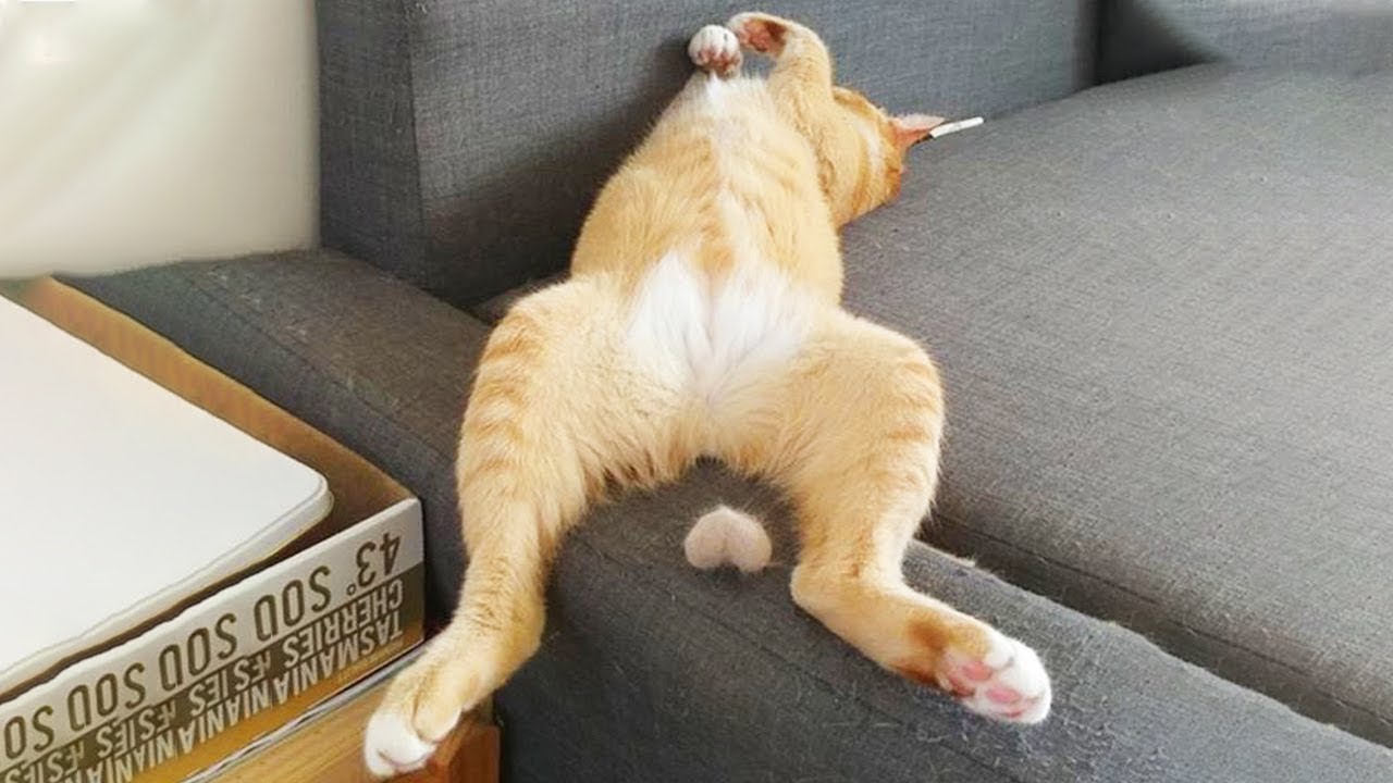 Приколы с животными до слез / КОТЫ И СОБАКИ СМЕШНЫЕ ПРИКОЛЫ С ЖИВОТНЫМИ