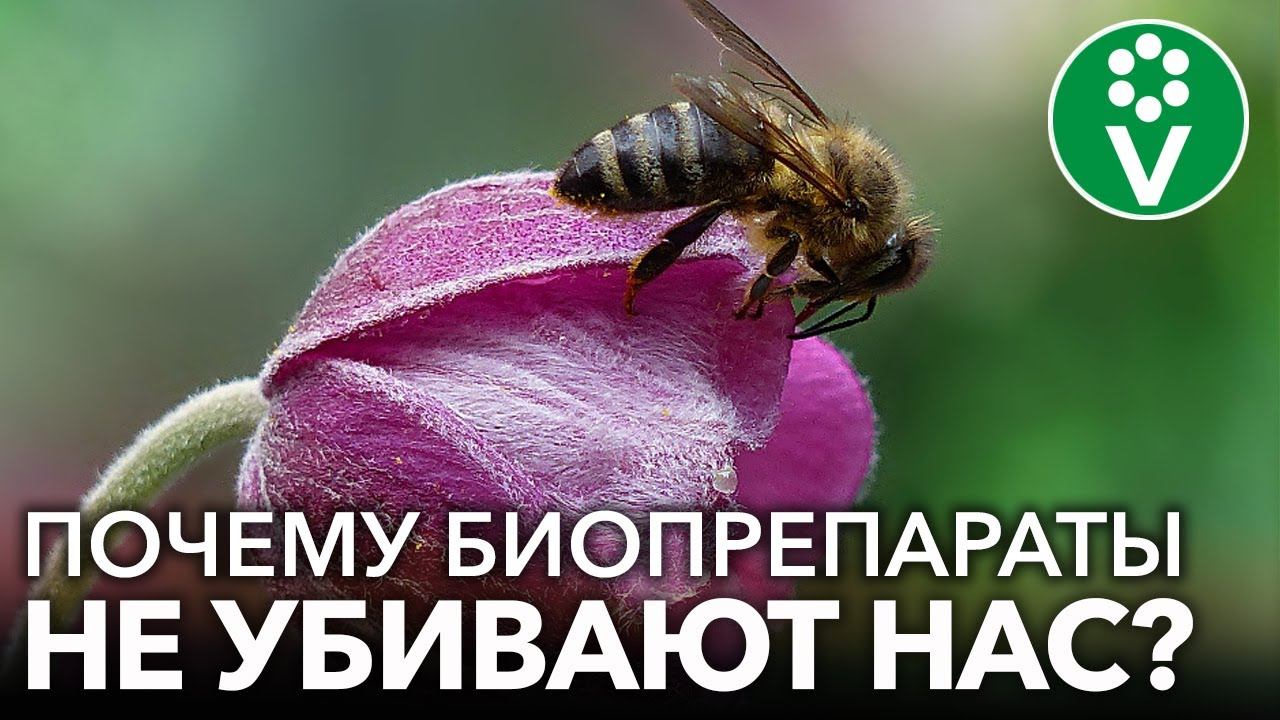 ПОЧЕМУ БИОПРЕПАРАТЫ УБИВАЮТ ДО 200 ВРЕДНЫХ НАСЕКОМЫХ, но безопасны для человека, червей и пчел?