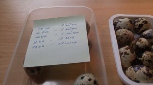 Инкубация фермерских и магазинных яиц в домашних условиях на батарее