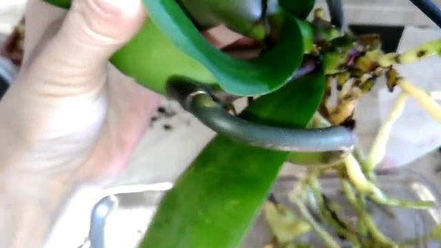 ЧТО ДЕЛАТЬ С НОВОЙ ОРХИДЕЕЙ. Драконим Розового Дракона. Обработка, пересадка, обрезка листа. смотреть онлайн