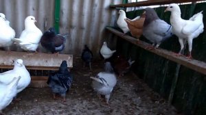 Голуби. Кинги. Донецк. King Pigeon.