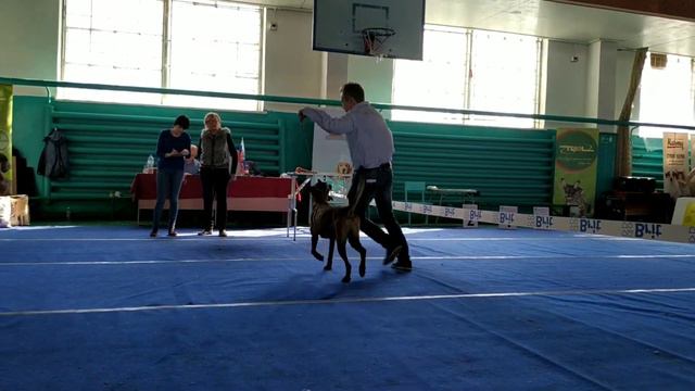 Армавир выставка. Чемпион РКФ 08.03.2019 смотреть онлайн