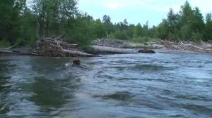 Медведь переплывает реку