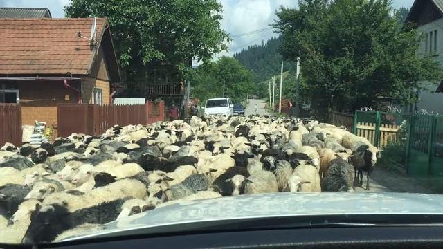 Карпаты, овцы смотреть онлайн