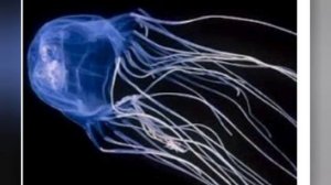 тип Кишечнополостные