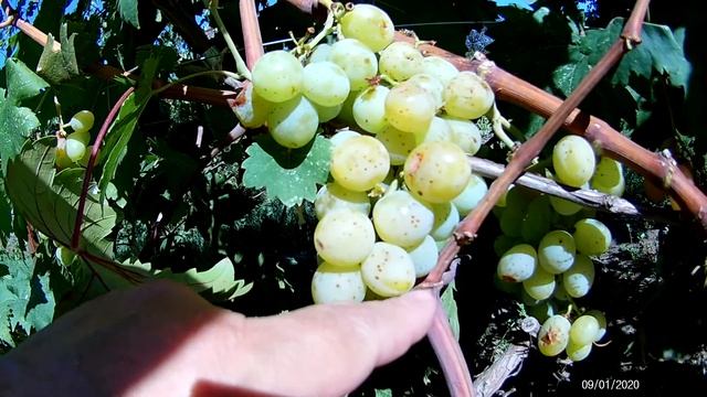 Виноград Смарагд смотреть онлайн