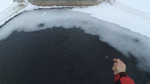 садковое выращивание рыбы . Форель в пруду