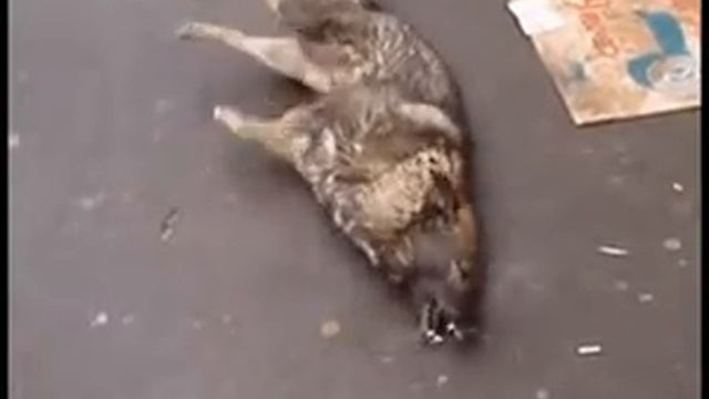 Knackers of Yl'ychevska P1.flv смотреть онлайн