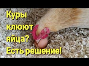 Расклёв яиц в прошлом.