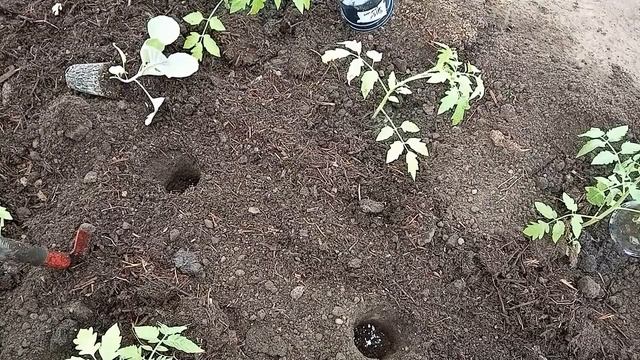 Капуста. Посадка капусты  вместе с томатами. Удачное соседство.