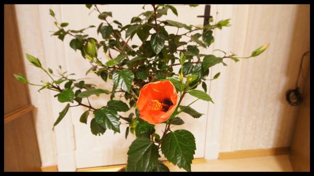 Hibiskusblüte 12 Stunden.f4v смотреть онлайн