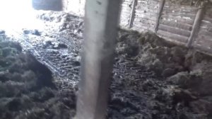 Начал чистить в сарае навоз. Одну половину уже почистил.
