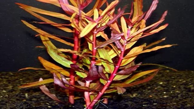 Аммания изящная, Аммания грацилис - Аквариумное растение смотреть онлайн