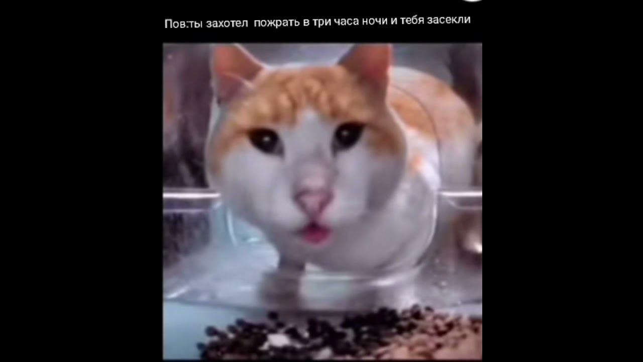 название съел котик смотреть онлайн