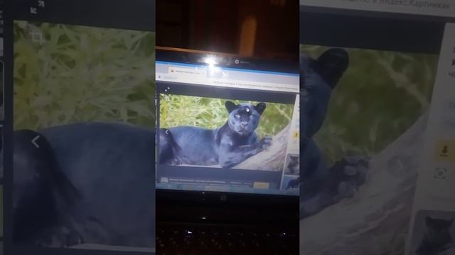 семейство кошачьих смотреть онлайн