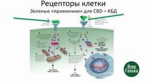 КОНОПЛЯ ЦАРИЦА ВСЕХ ЦЕЛЕБНЫХ РАСТЕНИЙ