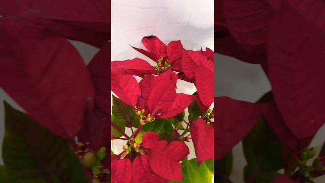 Poinsettia plant 🪴 looking so pretty 😍 red leaves 🍁