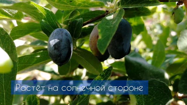 Кисло-сладкая жимолость - трёхлетний куст смотреть онлайн