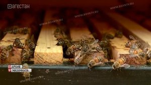 Дагестанский горный мёд станет брендом республики