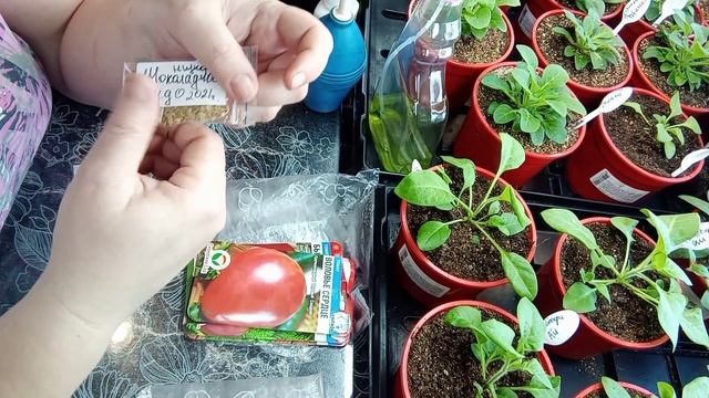 ?Томаты открытого грунта.Посев семян на рассаду.? смотреть онлайн