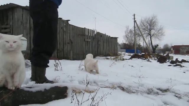 Блеск Серебра Зимняя Сказка смотреть онлайн