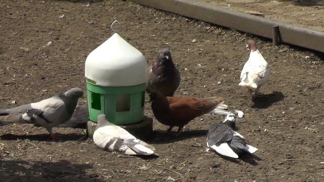 То что вы сейчас увидите я бы не поверил ! смотреть онлайн