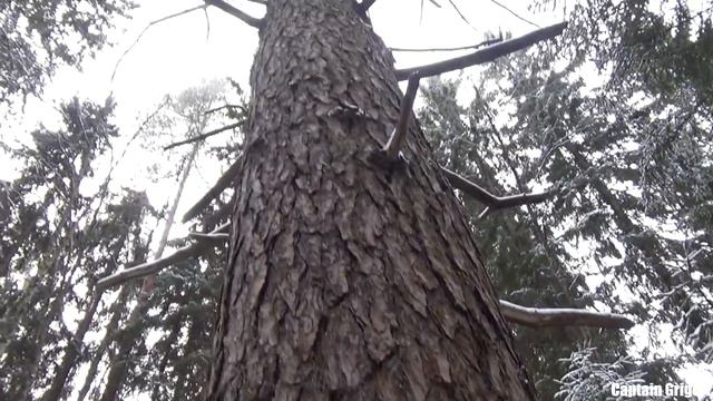 Красота зимнего леса и лесной речки, дятел,зимние птицы, поход по лесу зимой , winter forest