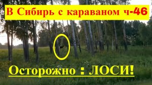 Уезжаем. Осторожно: ЛОСИ ! В Сибирь с караваном ч- 46
