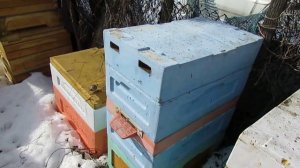 улей с пчелами который можно не осматривать - 3 года пчелы живут сами по себе, ответы на вопросы