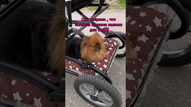 #shorts прогулка с собачкой на коляске
