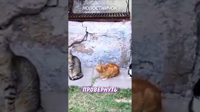 Доказано: коты - как люди! | Новостничок