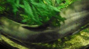 Редкая рыба из озера Чад, Протоптерус бурый, Protopterus annectens