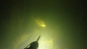 Подводная охота на веселовском водохранилище октябрь 2022 ночная подводная охота 2022