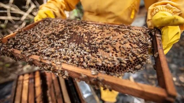 Замедляет СТАРЕНИЕ организма Регенерирует ткани