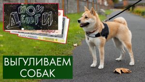 Выгуливаем собак | Мои деньги #11