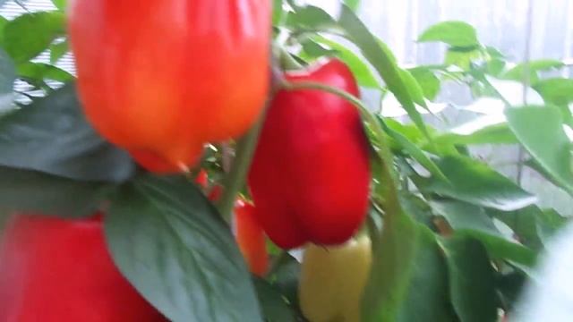 Выращивание очень урожайного и толстостенного сорта болгарского перца - Звезда Востока. смотреть онлайн