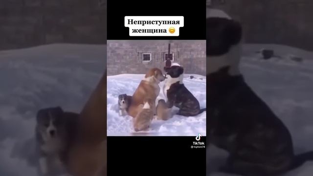 Вот так собаки извиняются друг перед другом