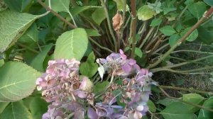 ГОРТЕНЗИЯ КРУПНОЛИСТНАЯ - УКРЫТИЕ НА ЗИМУ.