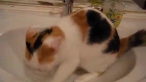 Кошка писает в раковину caty in tualet