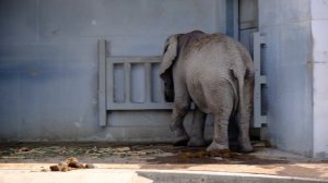 Зоопарк в Таллинне. КАК живут животные в зоопарке