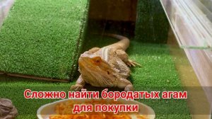 Бородатая агама – плюсы и минусы. Бородатая агама как домашнее животное