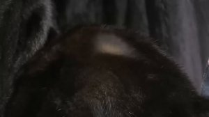 Магазин Кировской Меховой Фабрики в Перми - настоящие шубы от производителя