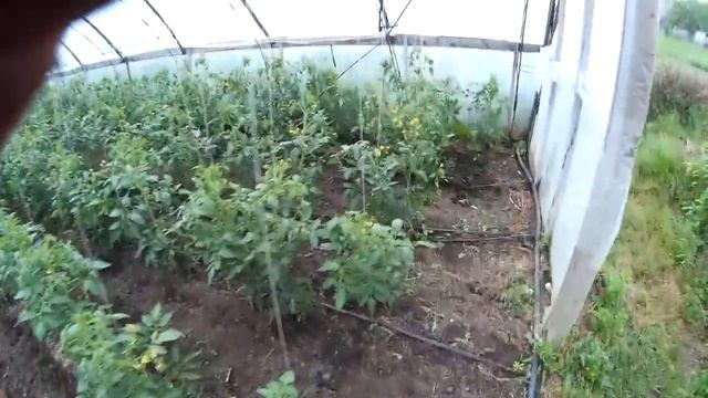 Улучшение опыления томатов  препаратом С 36 TIPO смотреть онлайн