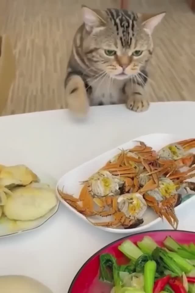 Из жизни котов . ? Самый большой обжора среди котов. ?